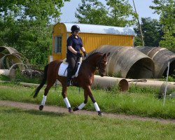 horse Holsteins Neverland (German Riding Pony, 2002, from Nantario)