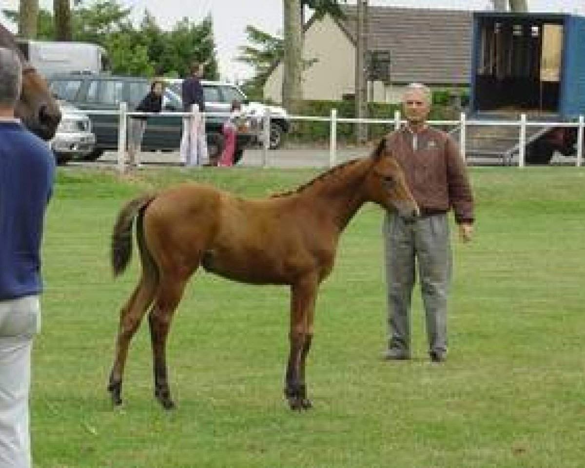 broodmare Quintette Mail (Selle Français, 2004, from Fergar Mail)