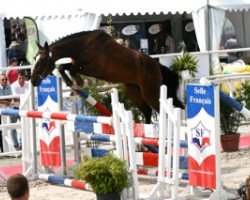 broodmare Ventura Mail (Selle Français, 2009, from Quality Touch Z)