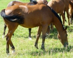 broodmare Valmera Mail (Selle Français, 2009, from Baloubet du Rouet)