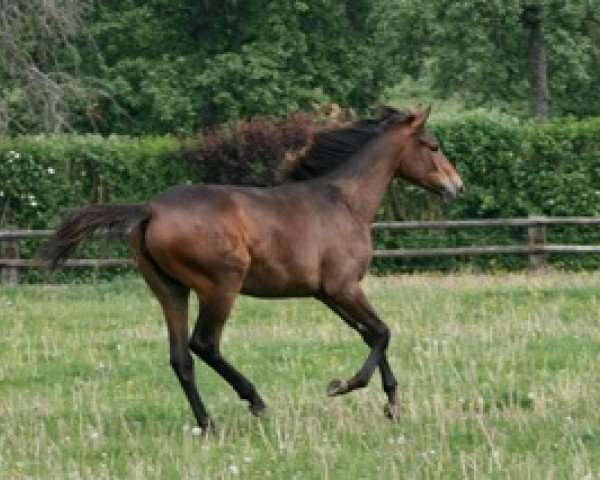 horse Verity Mail (Selle Français, 2009, from Jaguar Mail)