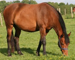 broodmare Spring Mail (Selle Français, 2006, from Quite Easy I)