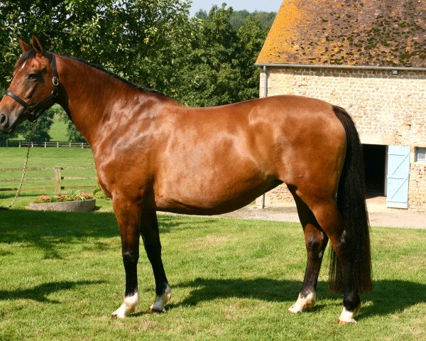 broodmare Pavane Mail (Selle Français, 2003, from Fergar Mail)