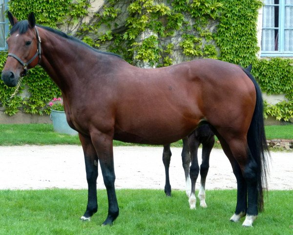 broodmare Orland (Selle Français, 2002, from Lando)