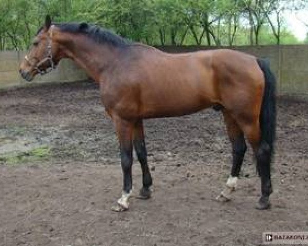 stallion Wanderfürst (Hanoverian, 1994, from Wanderbursch II)