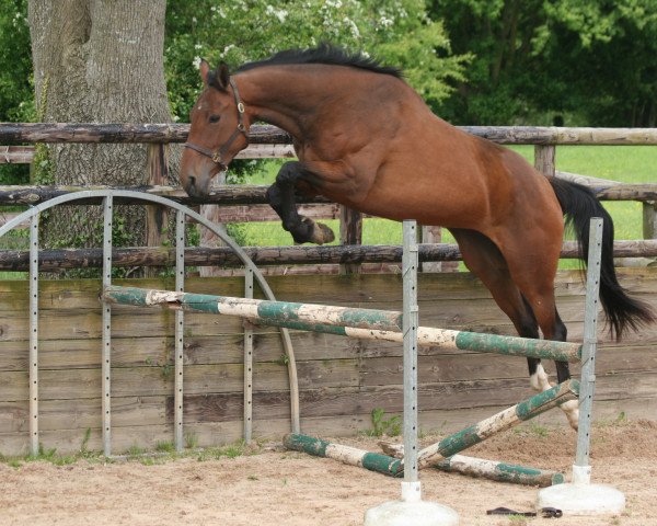 broodmare Aria Mail (Selle Français, 2010, from Quidam de Revel)