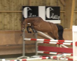 jumper Daisy Mail (+) (Swiss Warmblood, 2013, from Quite Easy I)