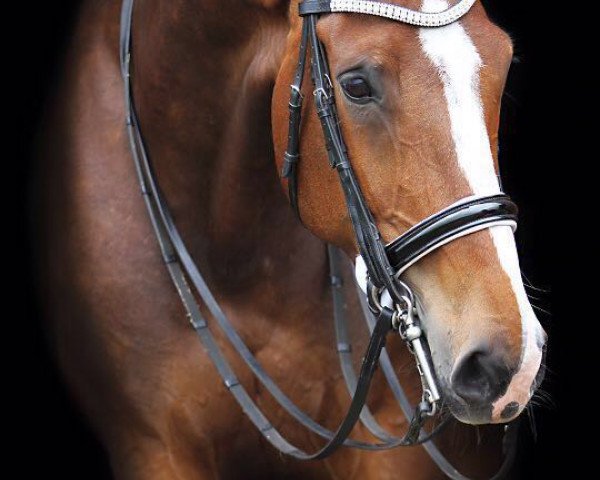 broodmare Bijou de Nena (KWPN (Royal Dutch Sporthorse), 2006, from Olivi)