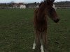 dressage horse Chilli Pepp'S (German Riding Pony, 2015, from Cosmopolitan NRW)