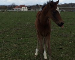 Dressurpferd Chilli Pepp'S (Deutsches Reitpony, 2015, von Cosmopolitan NRW)