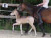 dressage horse Akito 90 (German Riding Pony, 2016, from A new Star II)