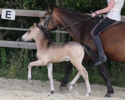 dressage horse Akito 90 (German Riding Pony, 2016, from A new Star II)