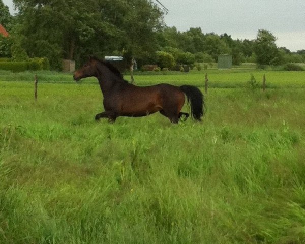 broodmare Whoopy (Hanoverian, 1998, from Wolkentanz I)