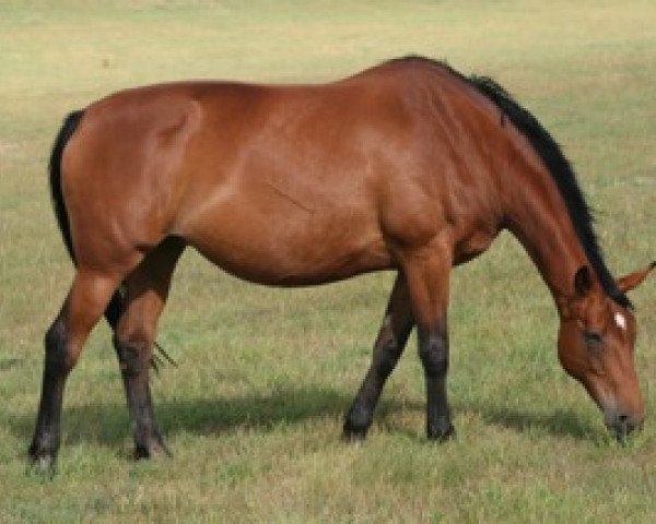 broodmare Lorna Mail (Selle Français, 1999, from Fergar Mail)