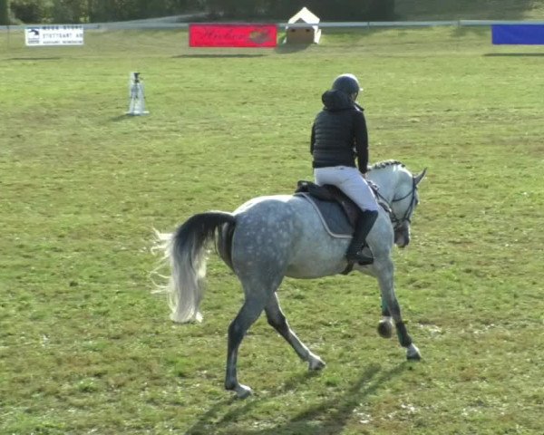 Reitturnier Nußdorf 2019