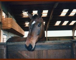 broodmare Wenka (Zweibrücken, 1983, from Wendepunkt)