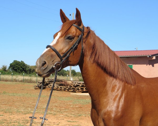 horse Siena (anglo european sporthorse, 2007, from Sokrat)