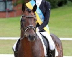 dressage horse Pav New York (German Riding Pony, 2013, from Nemax)