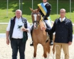 dressage horse Donna Daria 8 (German Riding Pony, 2013, from Danny Gold)