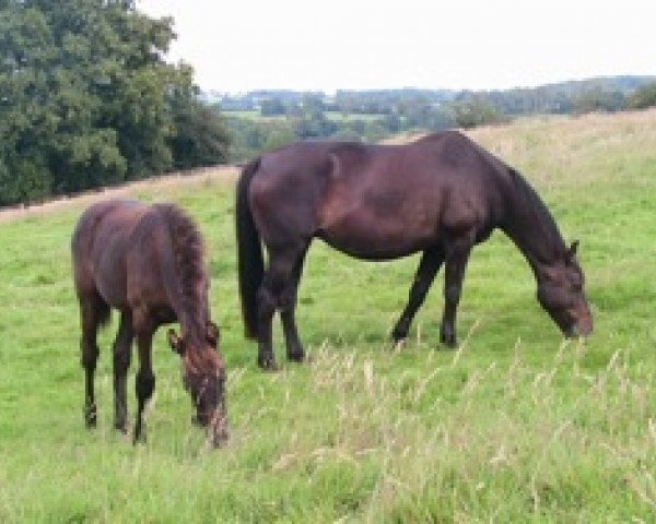 broodmare Lolly Mail (Selle Français, 1999, from Fergar Mail)