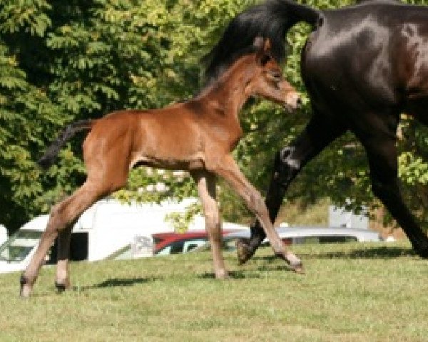 horse Brittany Mail (Selle Français, 2011, from Quality Touch Z)