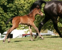 Pferd Brittany Mail (Selle Français, 2011, von Quality Touch Z)