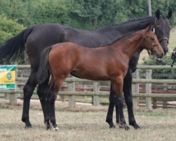 broodmare Alicia Mail (Selle Français, 2010, from Orlando van de Heffinck)