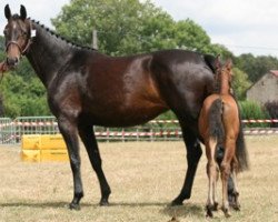 broodmare Serena Mail (Selle Français, 2006, from Iowa)