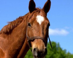 dressage horse Hot Devil (Trakehner, 2004, from Handryk)