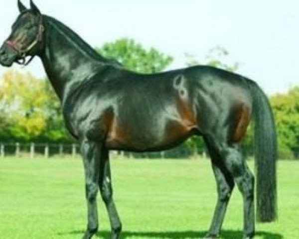 stallion Kingsalsa xx (Thoroughbred, 1996, from Kingmambo xx)