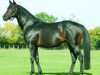 stallion Kingsalsa xx (Thoroughbred, 1996, from Kingmambo xx)