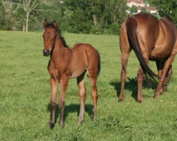 horse Caracara Mail xx (Thoroughbred, 2012, from Kingsalsa xx)