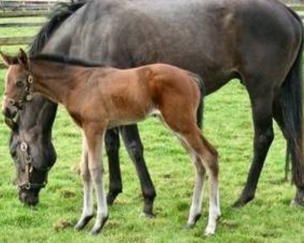 broodmare Palmeraie xx (Thoroughbred, 1993, from Lear Fan xx)