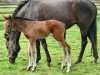 broodmare Palmeraie xx (Thoroughbred, 1993, from Lear Fan xx)