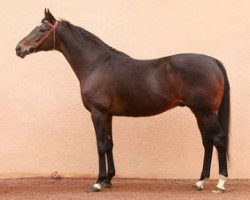 stallion Policy Maker xx (Thoroughbred, 2000, from Sadler's Wells xx)