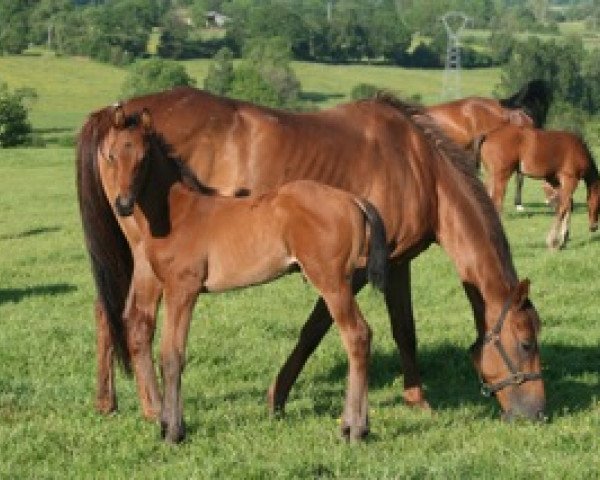 broodmare Kestrel Mail xx (Thoroughbred, 1998, from Cricket Ball xx)