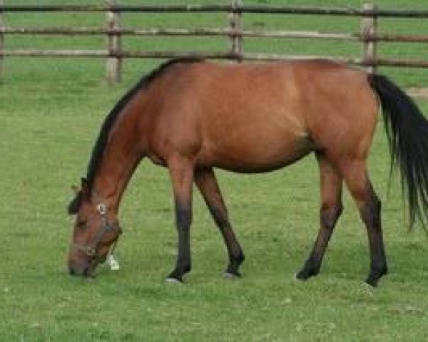 broodmare Shana Mail (Selle Français, 2006, from Quite Easy I)