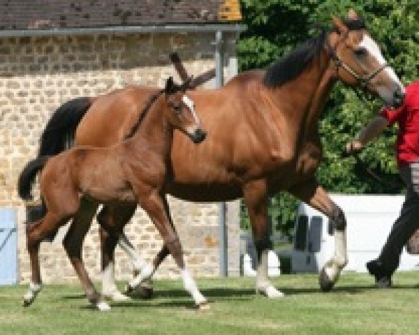 horse Vallauris Mail (Selle Français, 2009, from Quality Touch Z)