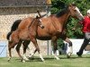 Pferd Vallauris Mail (Selle Français, 2009, von Quality Touch Z)