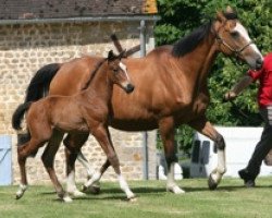 horse Vallauris Mail (Selle Français, 2009, from Quality Touch Z)