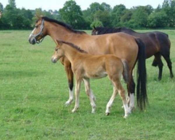 broodmare Quelea Mail (Selle Français, 2004, from Alligator Fontaine)