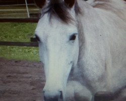 broodmare Caprice Z (Zangersheide riding horse, 2002, from Carthago)