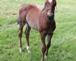 Springpferd Eldorado Val Henry (Selle Français, 2014, von Dollar de la Pierre)