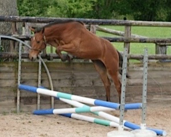 jumper Calukya Mail (Selle Français, 2012, from Utrillo van de Heffinck)