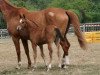 broodmare Argentina Mail (Selle Français, 2010, from Quite Easy I)