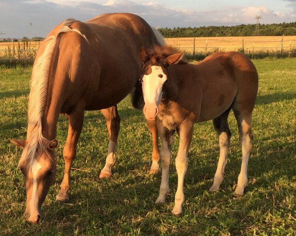 broodmare Redsbonitachex (Quarter Horse, 2011)