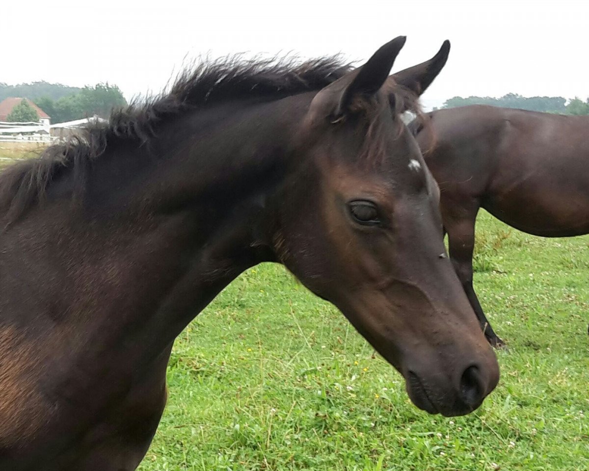 broodmare Dark Zero'S (Westphalian, 2016, from Dark Dornik)