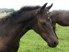 broodmare Dark Zero'S (Westphalian, 2016, from Dark Dornik)