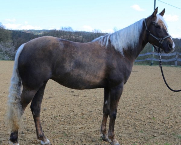 Pferd Colonels Little Flame (Paint Horse, 2010)