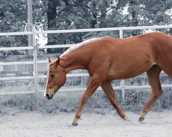 Pferd Allabout Dressed (Quarter Horse, 2014)